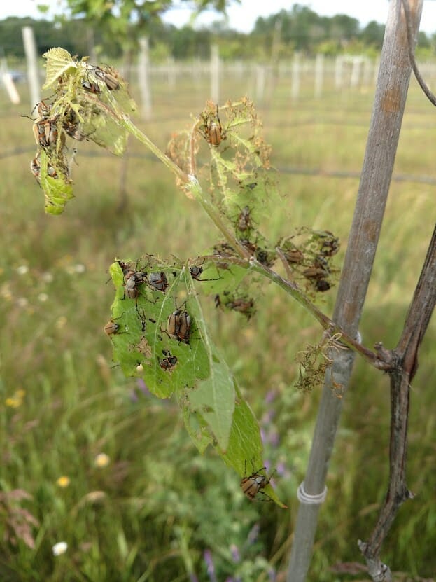 photo of rose chafer beetles eating grape leaves
