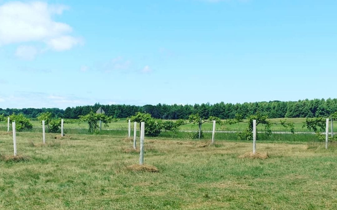 Why are we planting chestnuts?