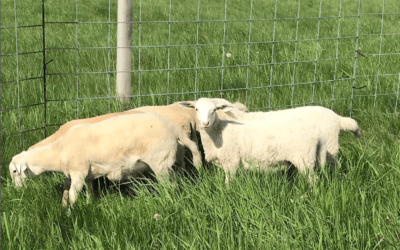 Baa Baa Baa — Sheep at Gathering Ground!