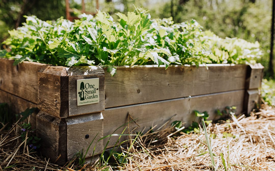 Raised Beds at the Island School