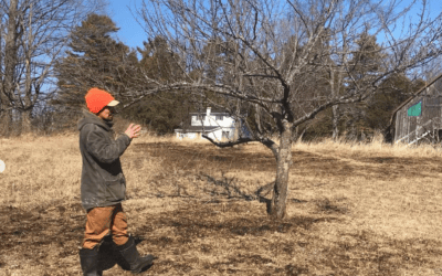 How to Prune Apple Trees