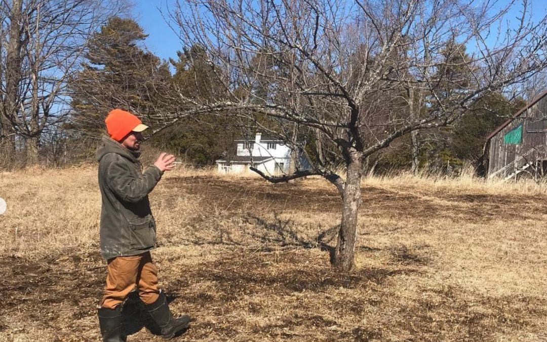 How to Prune Old Apple Trees