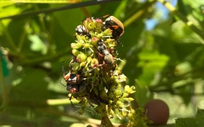 Update from the Vines: Rose Chafers
