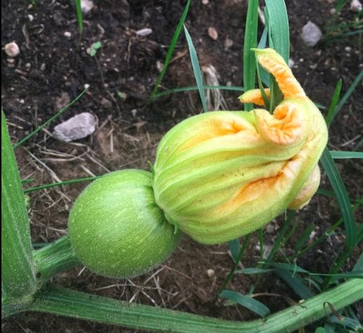 squash blossom