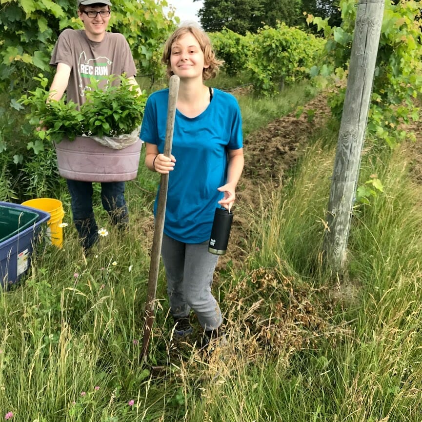 two interns help out in the vineyard