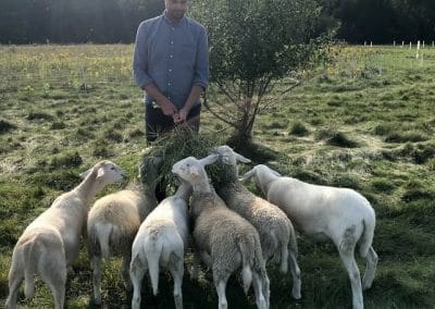 six sheep gather around Russell to eat foliage