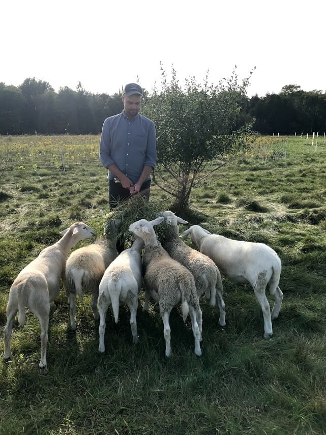 six sheep gather around Russell to eat foliage