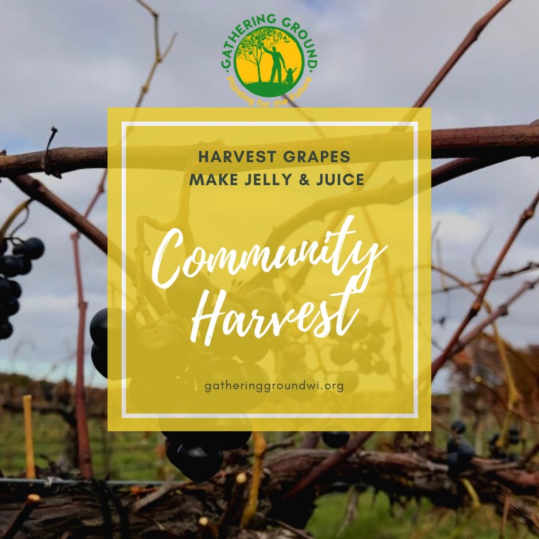 Flier with background image of grape vines and text that reads "Harvest grapes. Make jelly and juice. Community Harvest"