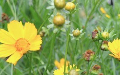 Gardening with Native Plants and Wildflowers
