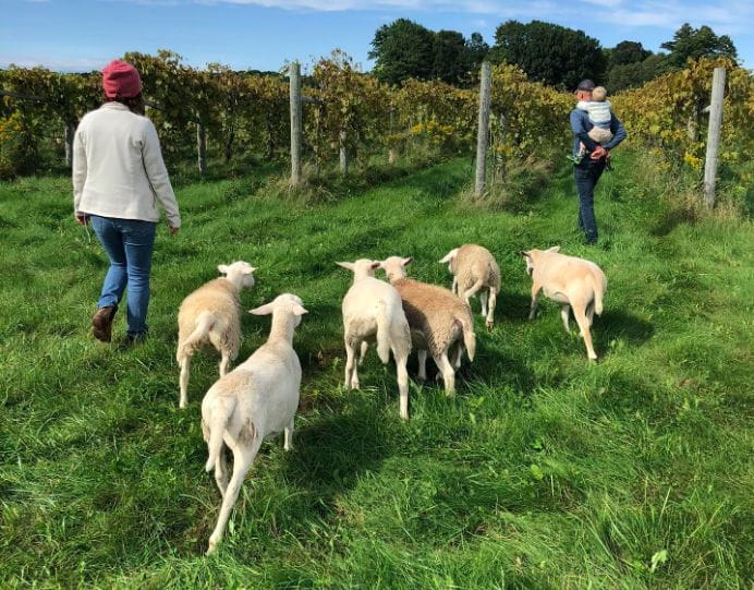 Russell, Alessandra and baby head to the vineyard with the sheep