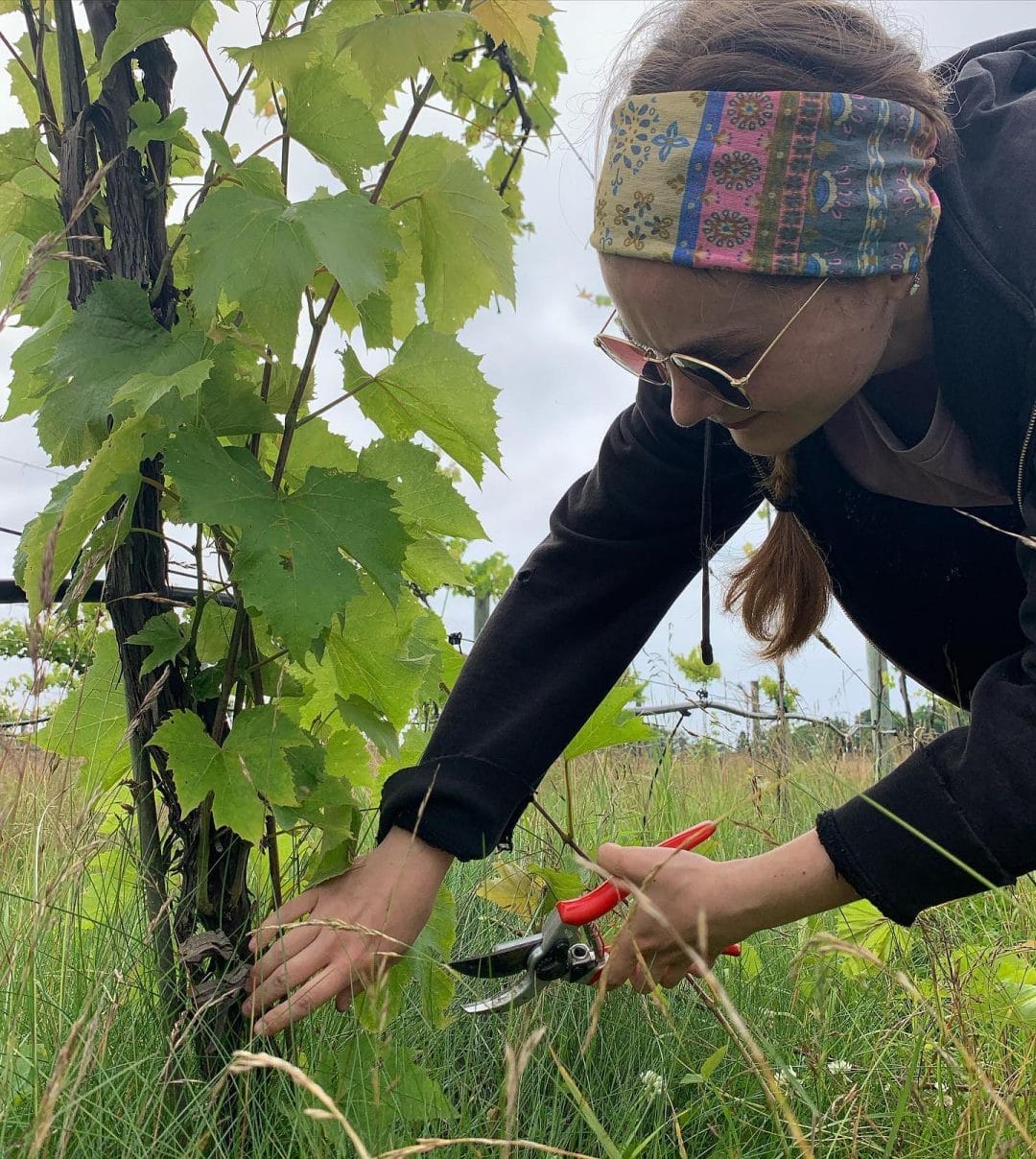 intern Sophia prunes a vine with shears