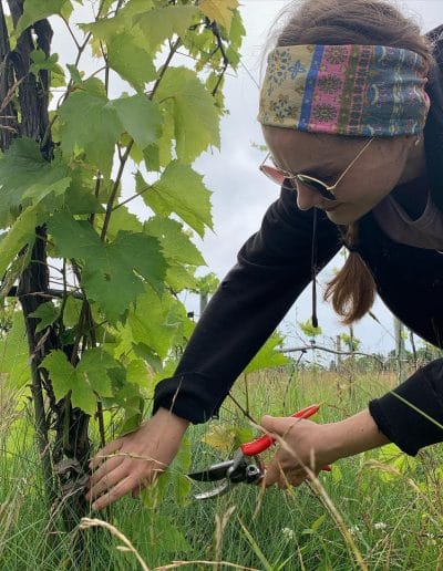 intern Sophia prunes a vine with shears