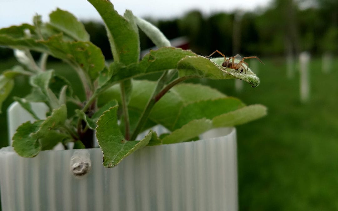The Understory on Butternuts