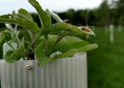 closeup of a tree sapling encased in a protective tube, with a small spider resting on a leaf