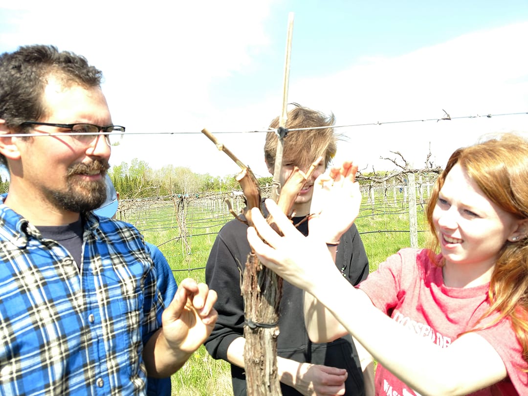 Casey Dahl instructs high school students in grapevine grafting