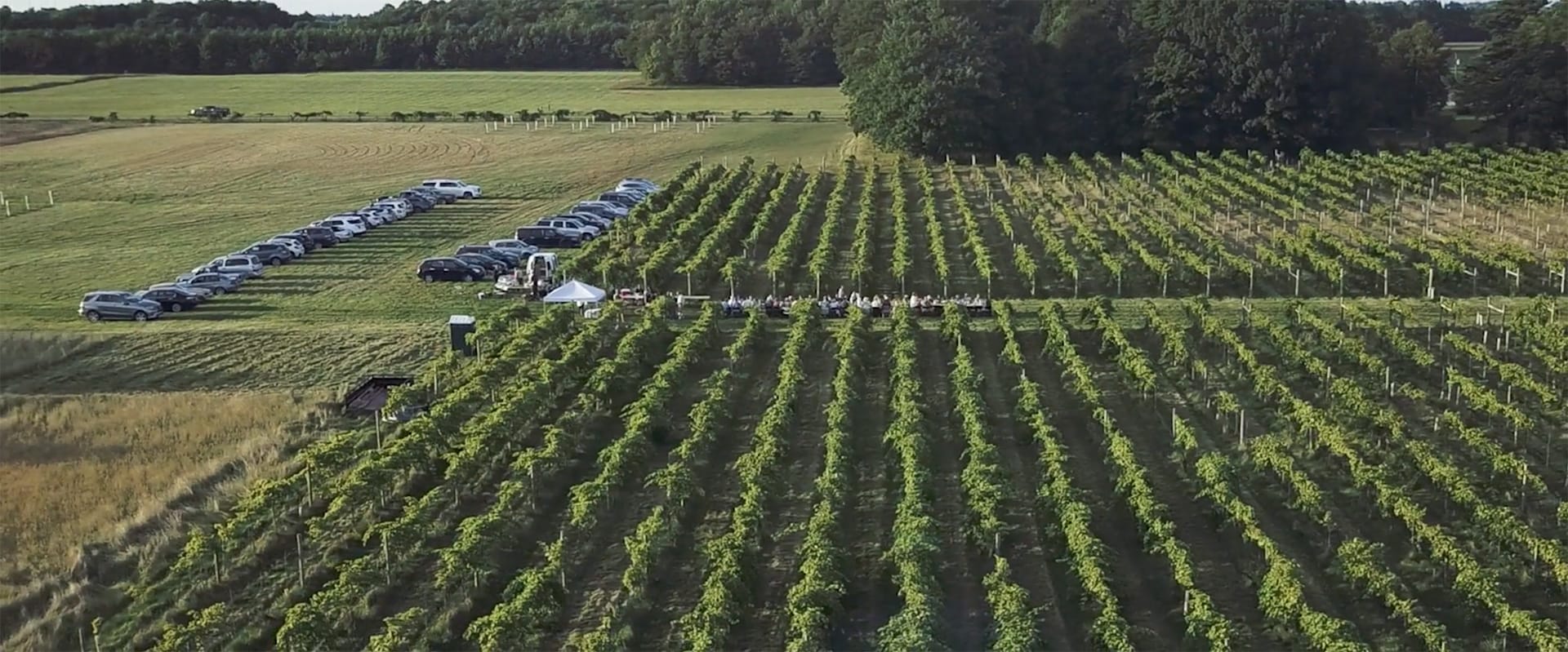 overhead shot of the vineyard, with a long table in the center and people gathered around it