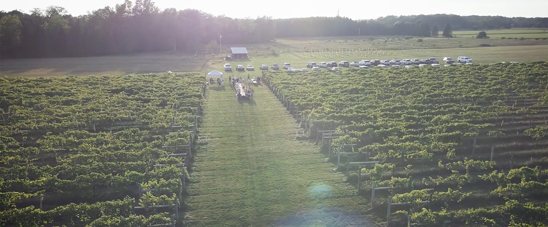 overhead shot of the vineyard, with a long table in the center and people gathered around it