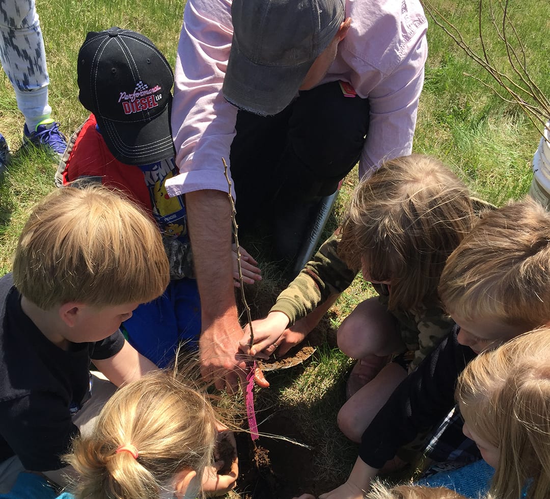 Elementary students plant blueberries