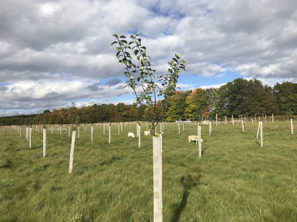 sheep grazing in the orchard