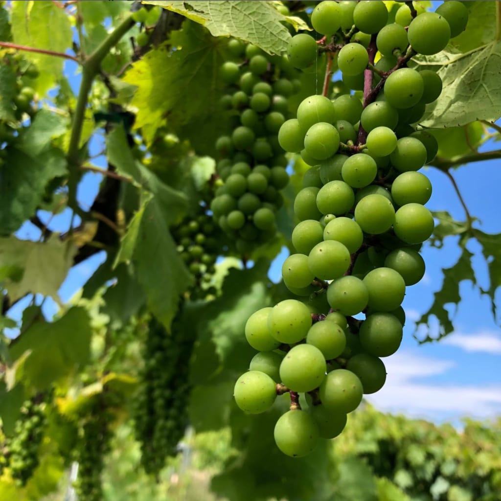 clusters of green grapes on a vine