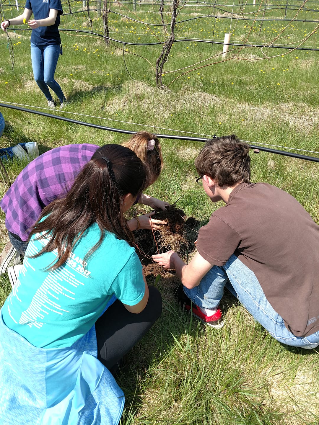 Island School students planting