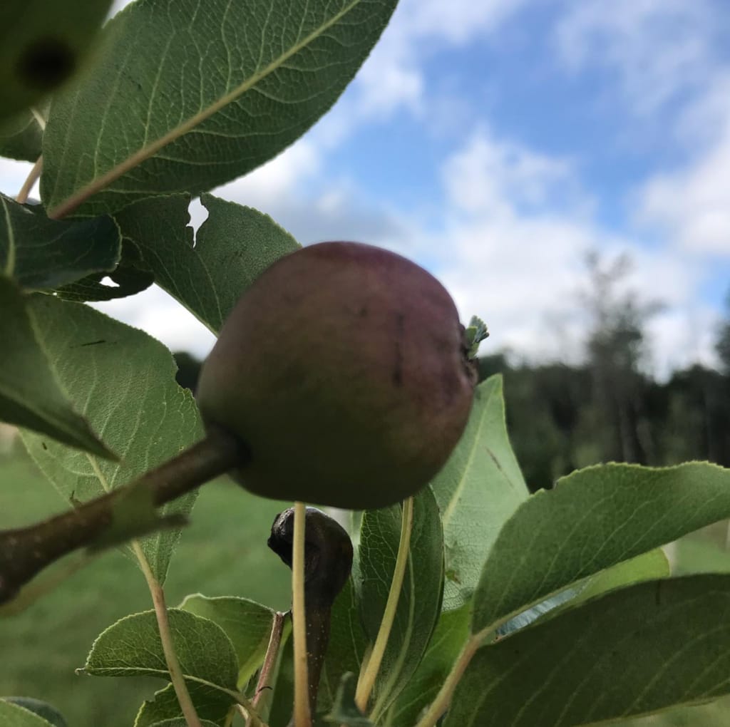 pear growing on a young tree