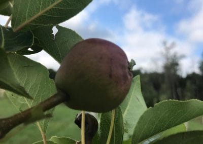 pear growing on a young tree