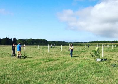 volunteers planting chestnut saplings