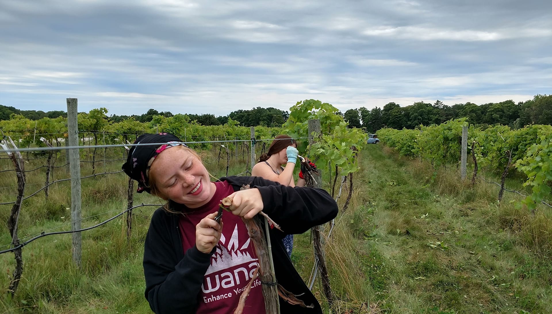 young woman pruning vines in the vineyard