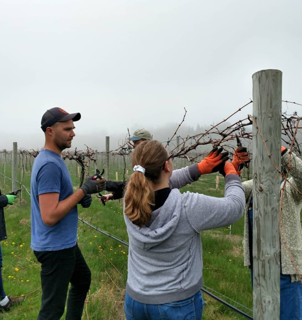 Russell instructs volunteer how to prune grapevines