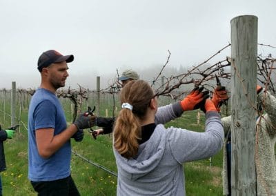 Russell instructs volunteer how to prune grapevines