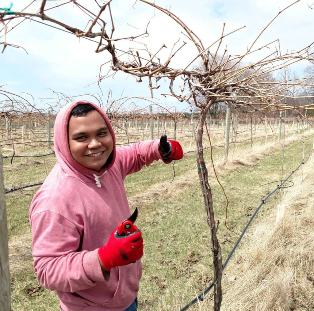 a man in the vineyard holding pruning shears gives a thumbs up