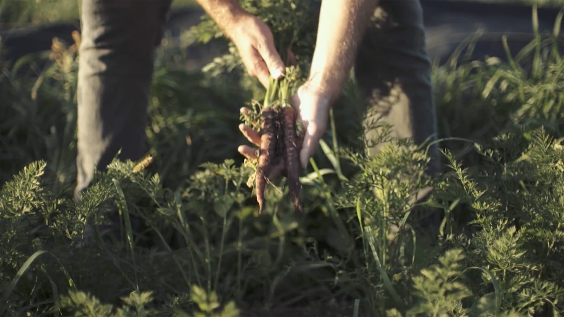 closeup of hands pulling up carrots