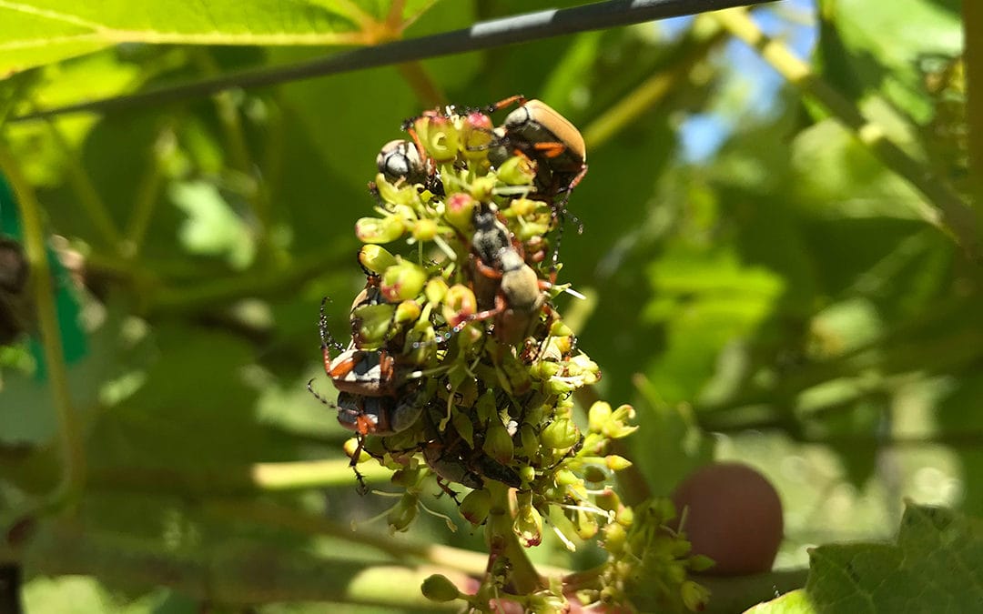 Gathering Ground looking at solutions to destructive beetles