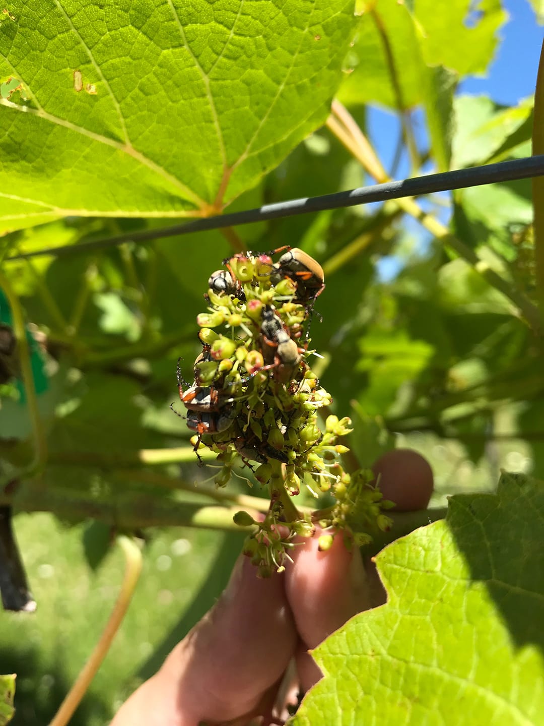 rose chafer beetles on a cluster of grapes