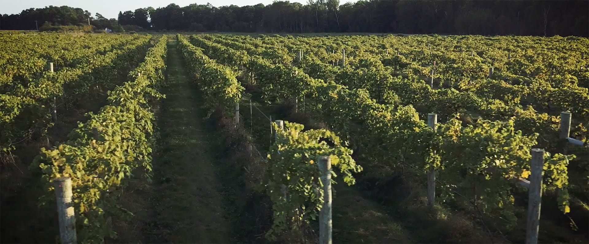 rows of vines in the vineyard