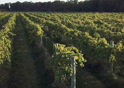 rows of vines in the vineyard
