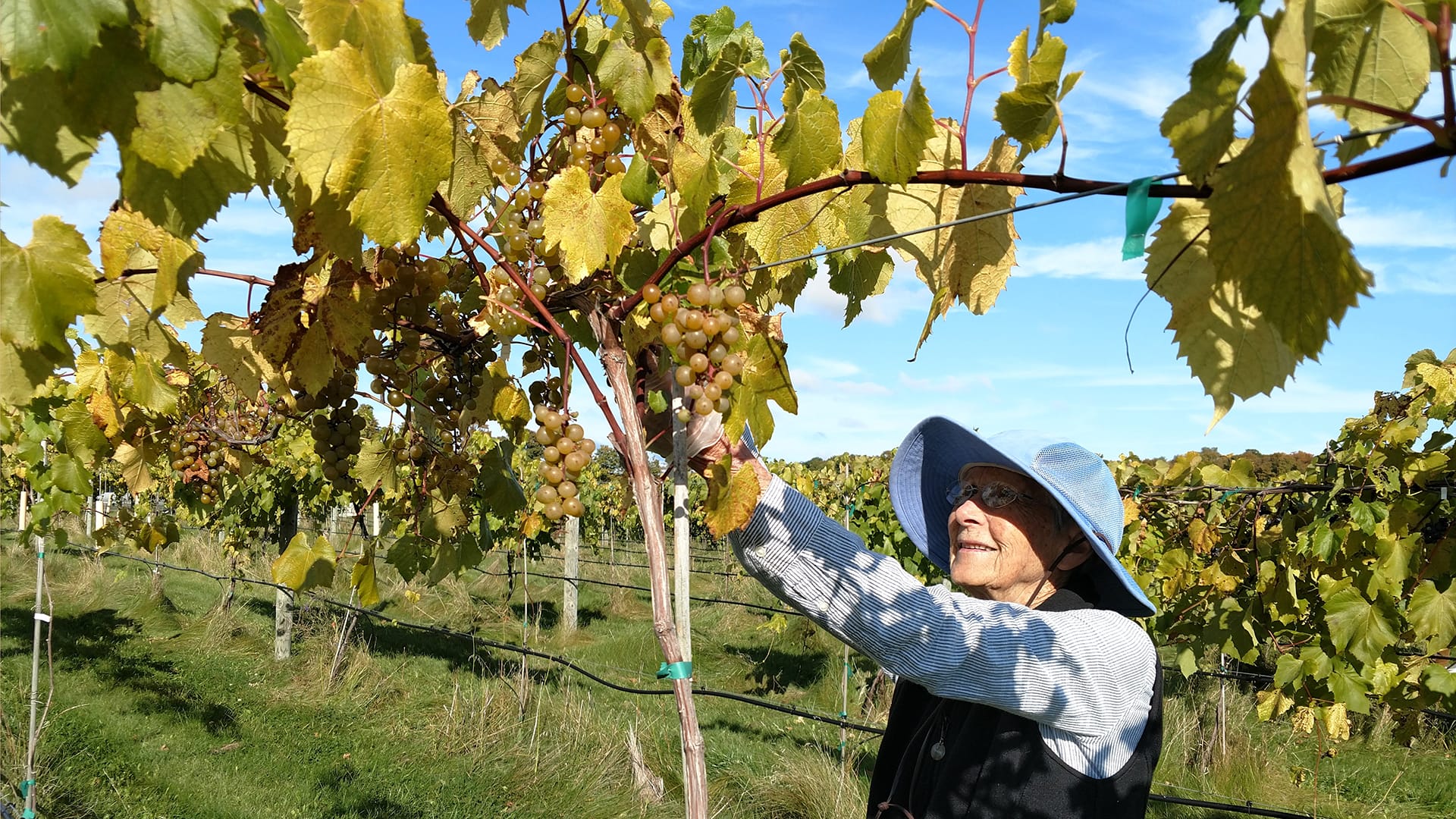 Volunteer harvesting grapes