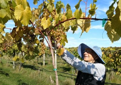 Volunteer harvesting grapes