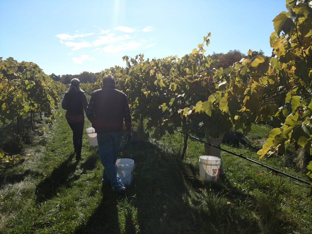 Volunteers in the vineyard