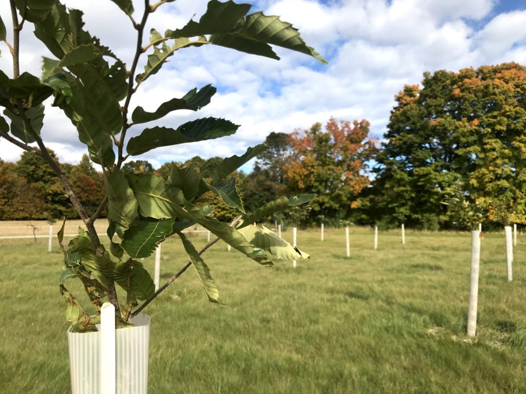 chestnut sapling in foreground with orchard in background
