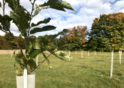 chestnut sapling in foreground with orchard in background