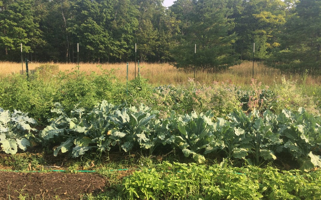 Ecocriticism and Entangled Humanism