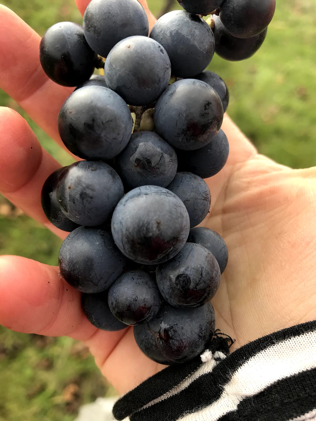 hand holding a cluster of ripe red grapes