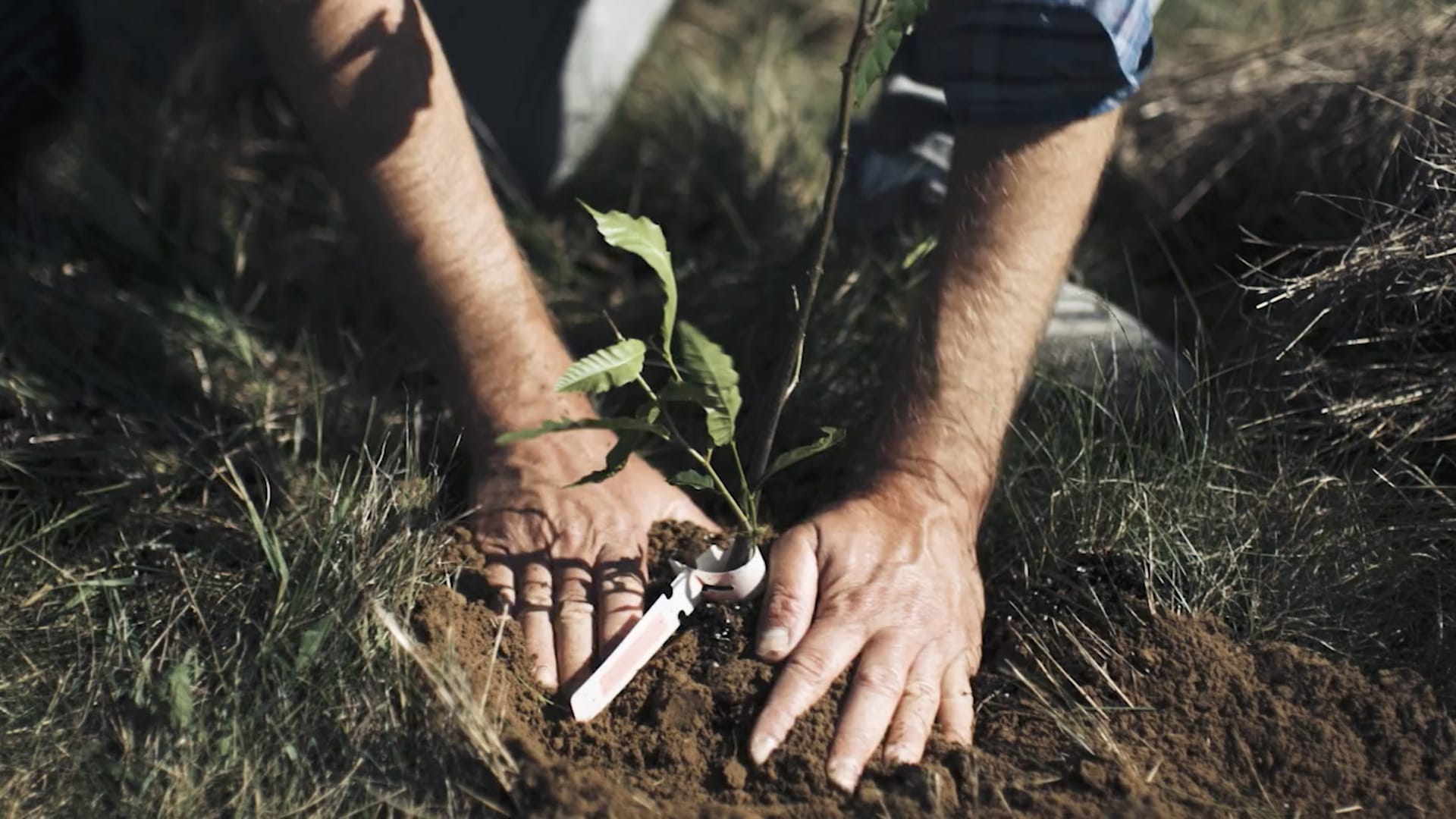 hands planting a sapling in soil