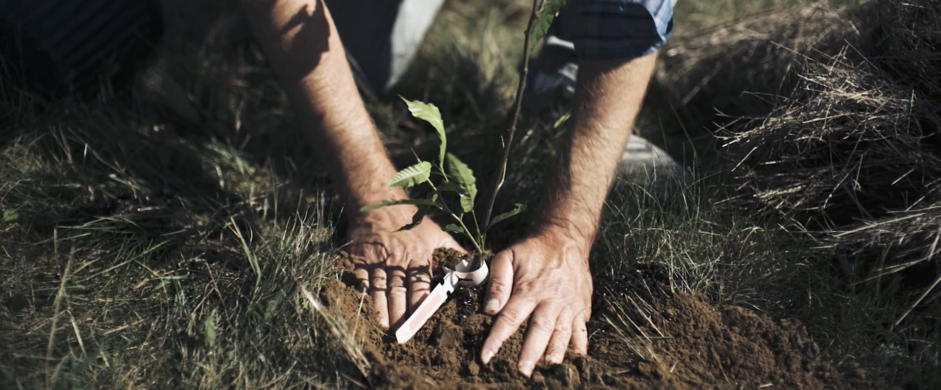 closeup of hands planting a tree in soil