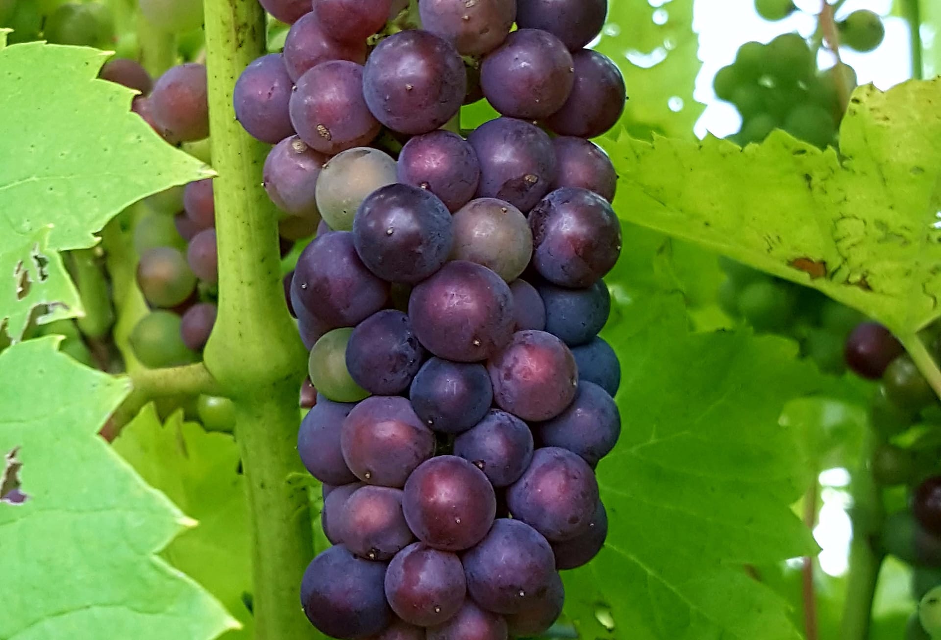 ripe grapes