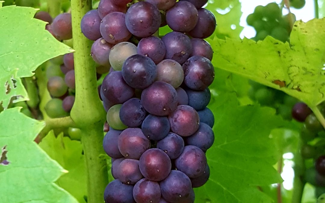 Where will grapes go? #Grapewatch2017