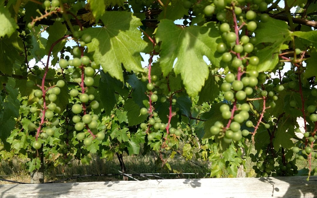 Join the Harvest #GrapeWatch2017