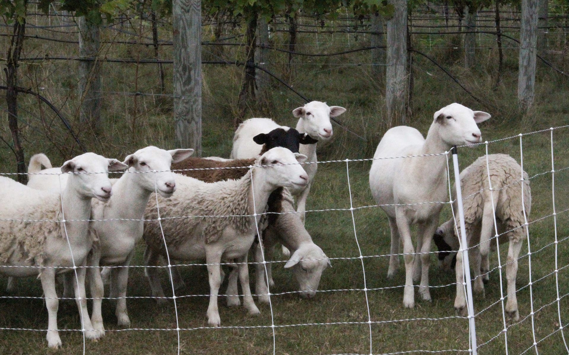 seven sheep gathered behind a low fence